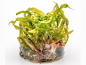 Preview: Grasblättriger Wasserkelch - Cryptocoryne crispatula in vitro
